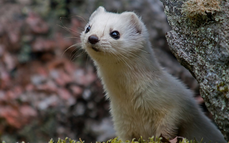 1080P, weasel
