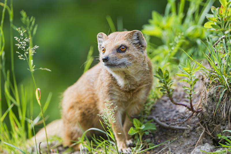 predator, mongoose, look, grass, © Tambako The Jaguar, 1080P, tan, weasel
