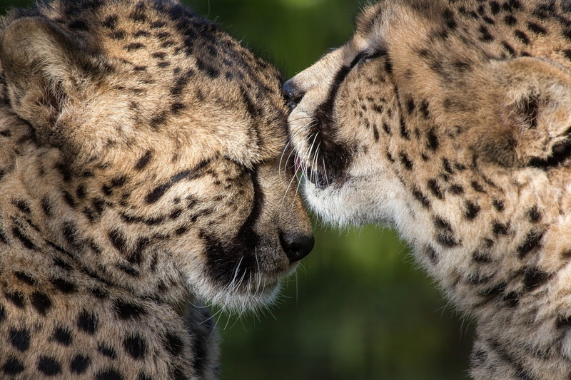 animal wildlife, two, animal body part, animal head, 1080P, love, two animals, friendship, predators, big cat, whisker, close-up, cheetahs, cheetah, mammal