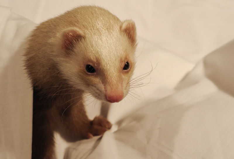 portrait, mammal, muzzle, whisker, rat, pets, animal themes, mouse, emotion, no people, indoors, close-up, rodent, vertebrate, 2K, mustelidae, weasel