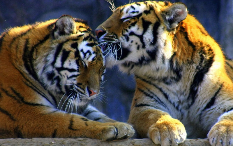 white, animal family, undomesticated Cat, cat, yellow, two animals, weasel, large, tigers, tiger, predators, animal, animal Head, 1080P, color Image, feline