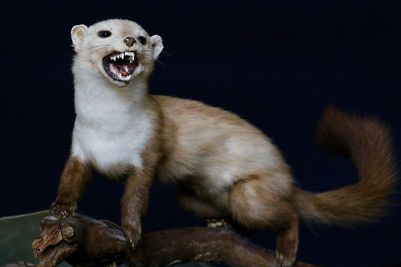 weasel, gluttonous, negative emotion, animal teeth, anger, portrait, one animal, animals in the wild, full length, animal wildlife, predator, aggression