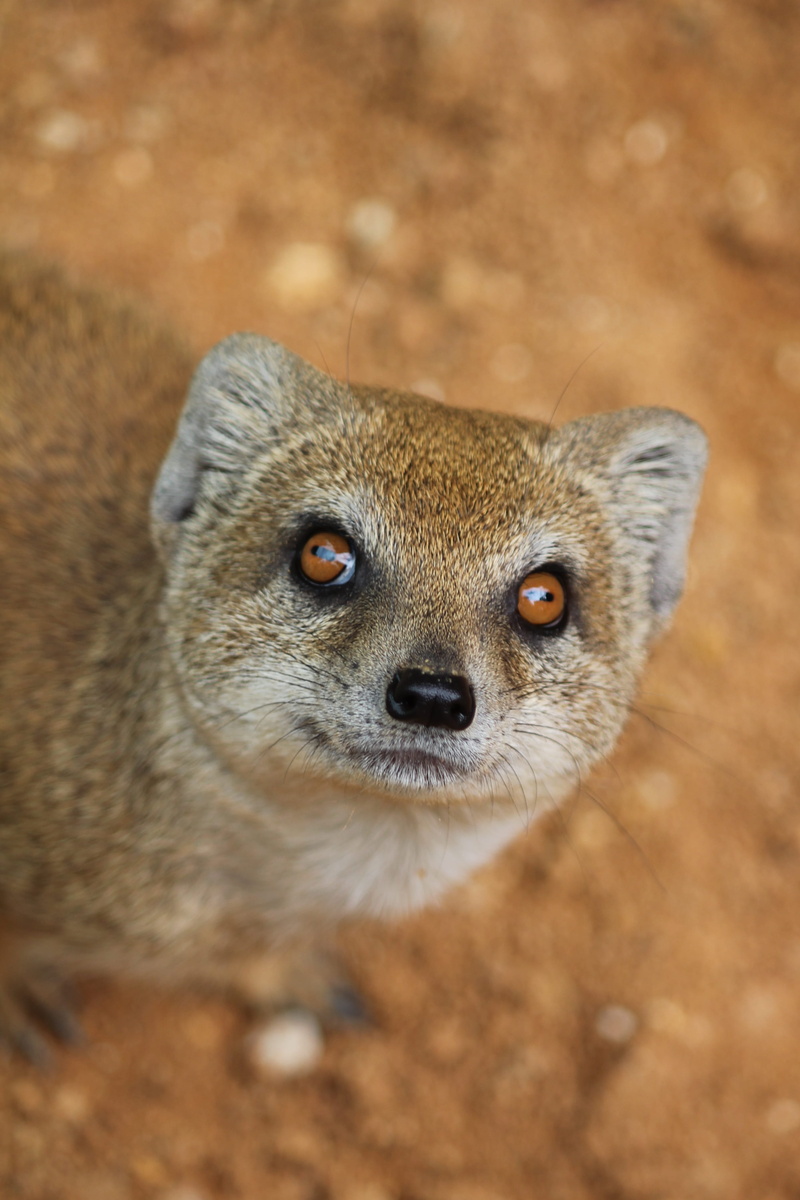 portrait, nature, brown, day, animal wildlife, looking, 4K, mammal, czech republic, mongoose, whisker, animals in the wild, lemur, yellow, outdoors, prague