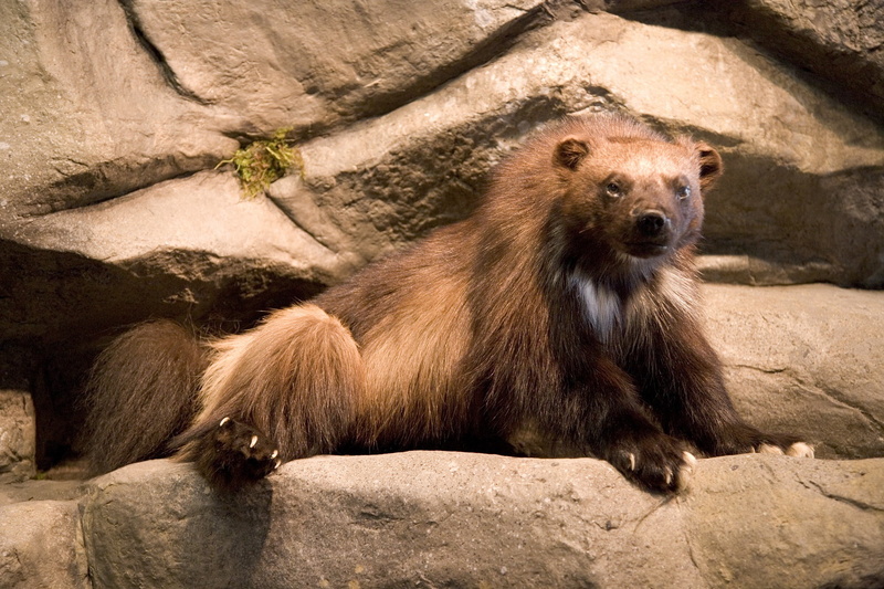 dangerous, animals in the wild, looking away, wolverine, animal, solid, looking, nature, skunk bear, glutton, sitting, outdoors, quickhatch, one animal