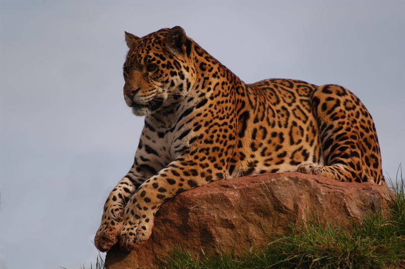 animal themes, badger, zoo, vertebrate, stone, pets, porcupine, claw, snow leopard, fragment, feline, one animal, nature, undomesticated cat, weasel, carnivora