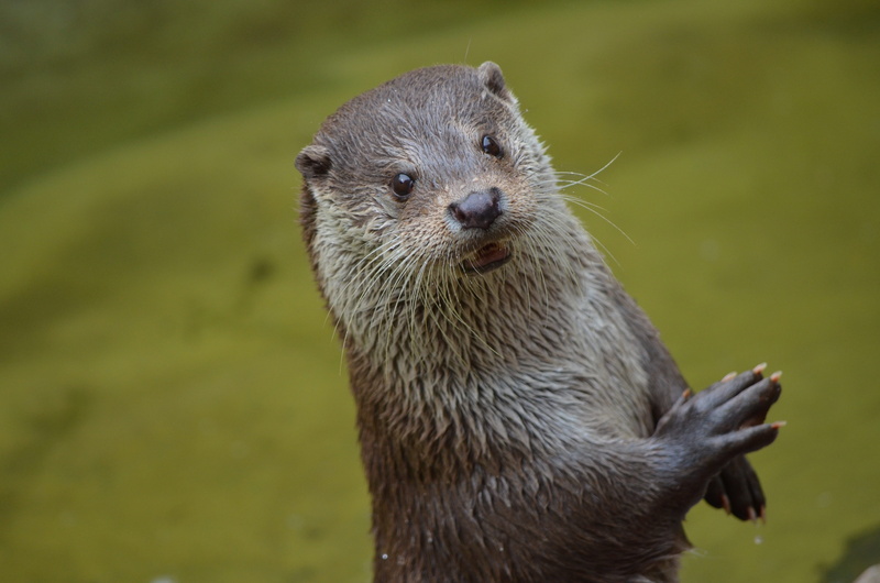 4K, wildlife, outdoors, otter, underwater, close-up, brown, animal themes, animal wildlife, weasel, wet, mammal, looking away, nature, cute, whisker, day