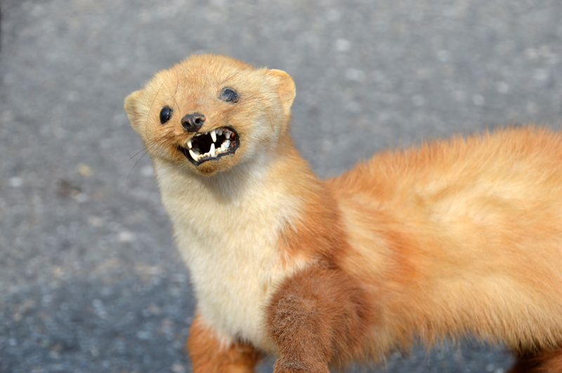 outdoors, side view, animal wildlife, animal themes, vertebrate, animal, portrait, fauna, no people, weasel, animal head, nature, close-up, rodent, little weasel