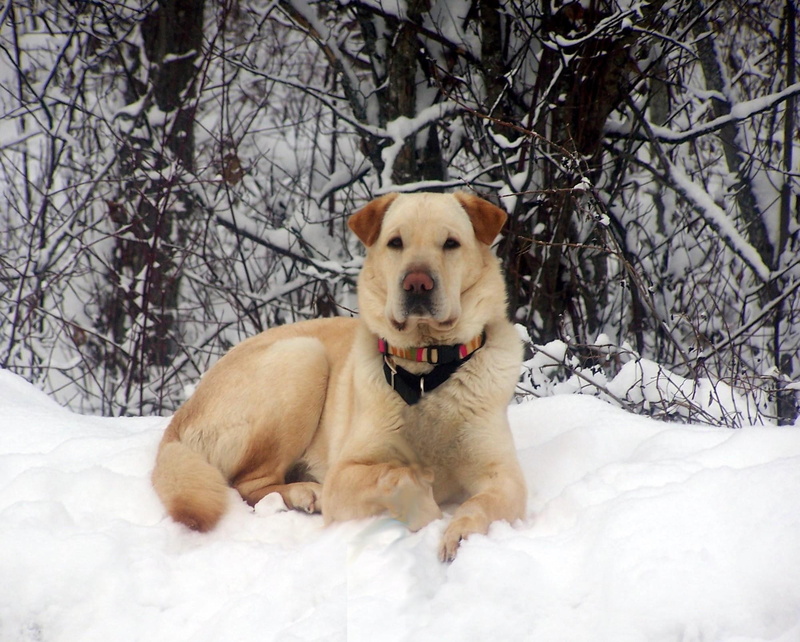 1080P, posing, snowbank, winter, animals, casey