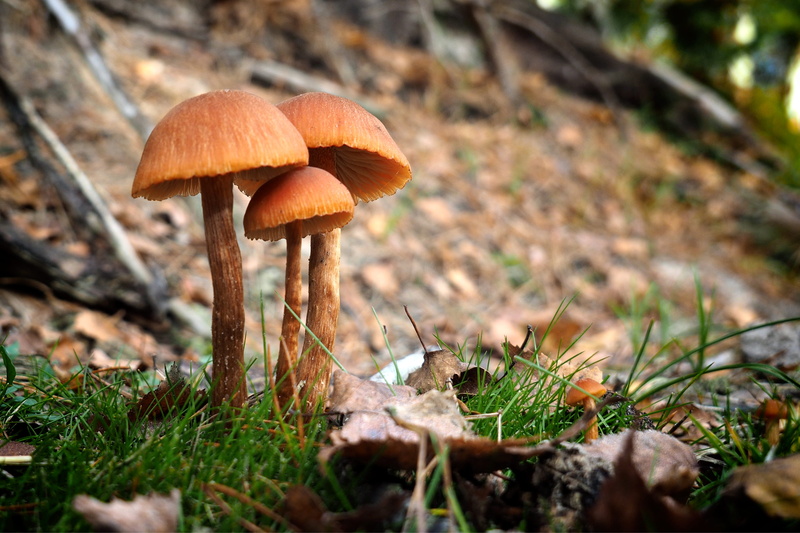plant, field, vulnerability, nature, ground, animal, fragility, grass, agaric, forest, food, no people, forrest, amanita, vegetable, poisonous, tree, outdoors