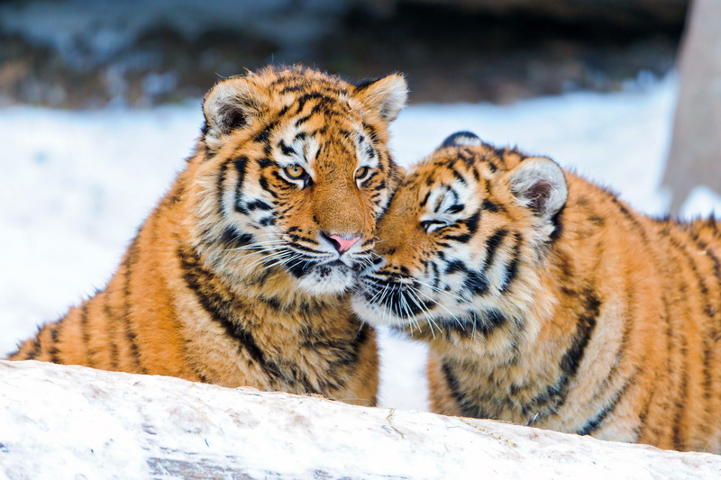 snow, tiger, the cubs, weasel, winter, pair, 2K
