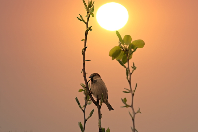 bird, outdoors, perching, 4K, branch, clear sky, nature, animals in the wild, sparrow, animal themes, casey, animal, rest, animal wildlife, sunset, birds