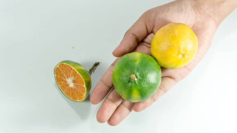 organic, closeup, slice, juicy, finger, adult, orange color, tropical, healthy eating, blur, food, dish, tasty, natural, studio shot, Oranges, vitamin c