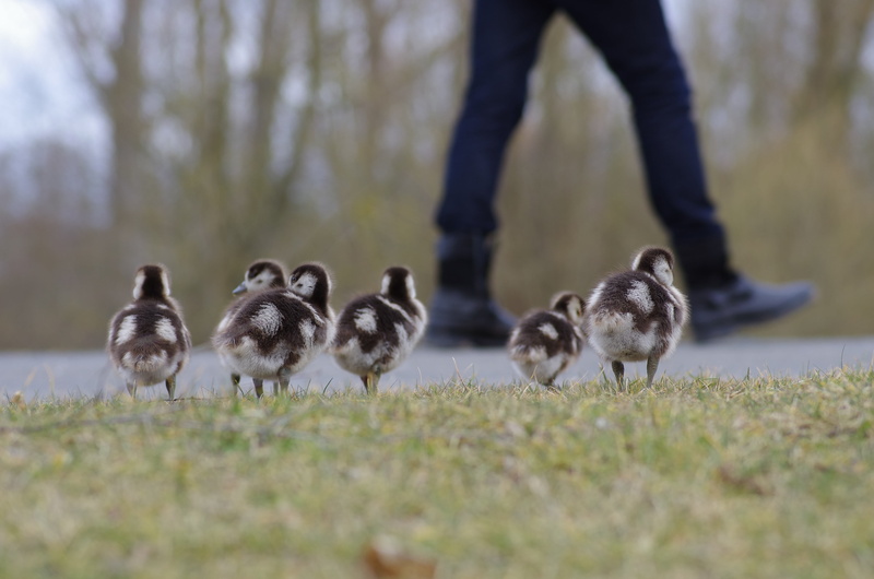 large group of animals, winter, human, sweet, day, egyptian goose chick, surface level, people, ducklings, legs, half goose, wildlife photography, black