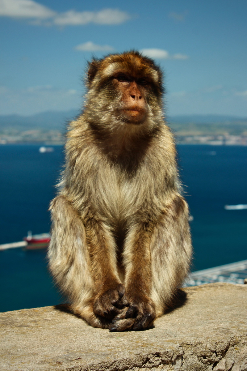 monkey, primate, animal wildlife, barbary macaque, tobias keller, gibraltar, looking away, rock of gibraltar, sitting, light, no people, nature, 4K, focus on foreground