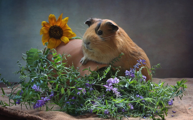 flower, guinea pig, guinea, close-up, plant, vertebrate, animal, flower head, flower pot, flowering plant, domestic animals, no people, 720P, animal wildlife
