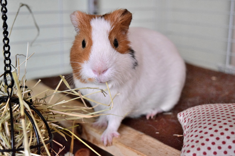 small, animal, close-up, one Animal, 5K, no people, cute, vertebrate, indoors, animal wildlife, looking at camera, domestic Animals, rabbit - Animal, nature
