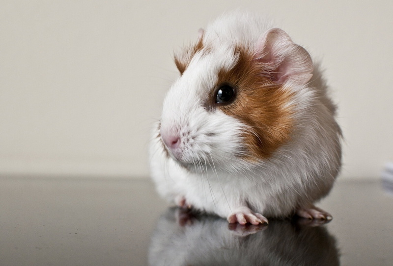 whisker, pig, cute, sitting, rodent, white, animal hair, one animal, animal themes, guinea, hair, portrait, close-up, brown, guinea pig, animal, pets, indoors