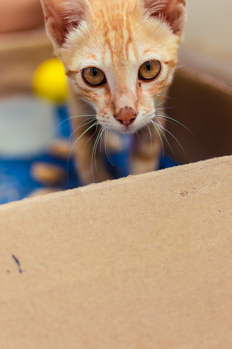 5K, looking, siamese, domestic, wood, furniture, carton, sphere, eyes, abyssinian, ginger cat, cardboard box, pet, closet, box, pets, mammal, domestic cat