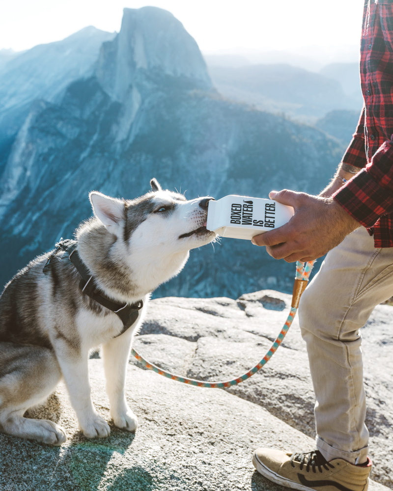 mountain range, gray, domestic, pets, water, canine, mammal, day, lifestyles, hand, pet owner, carton, one animal, real people, boxed, one person, white