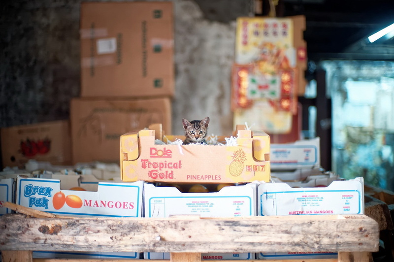 1080P, animals, Carton Box, cat