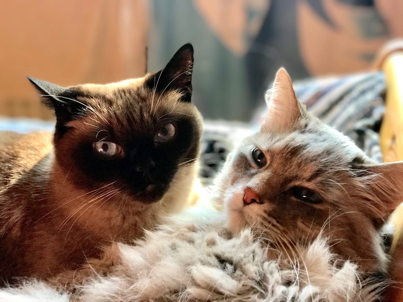 whisker, young animal, feline, animal, love, close-up, group of animals, domestic cat, domestic, animals, animal world, 4K, animal portrait, pair, focus on foreground