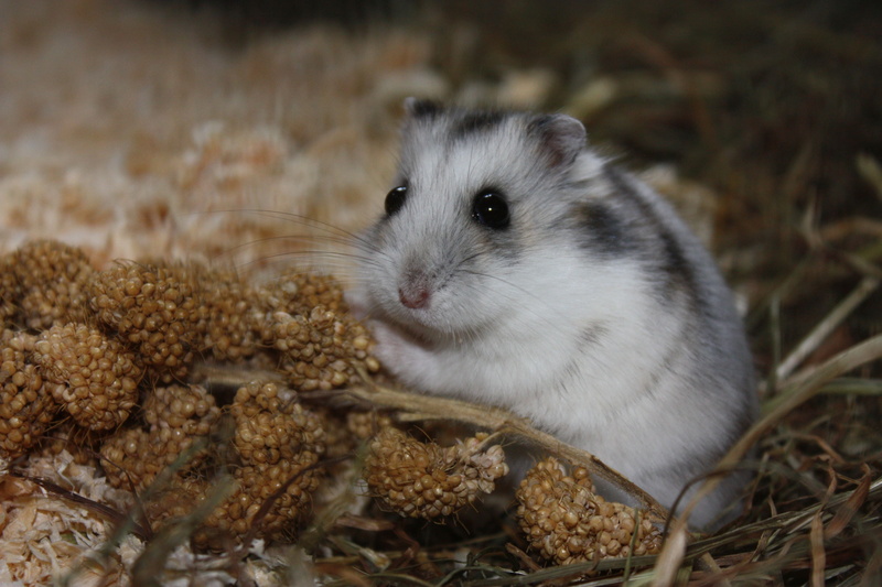 whisker, hamster, animal themes, cute, animal, animals in the wild, outdoors, looking at camera, sweet, eating, pets, vertebrate, rodent, animal eye, close-up