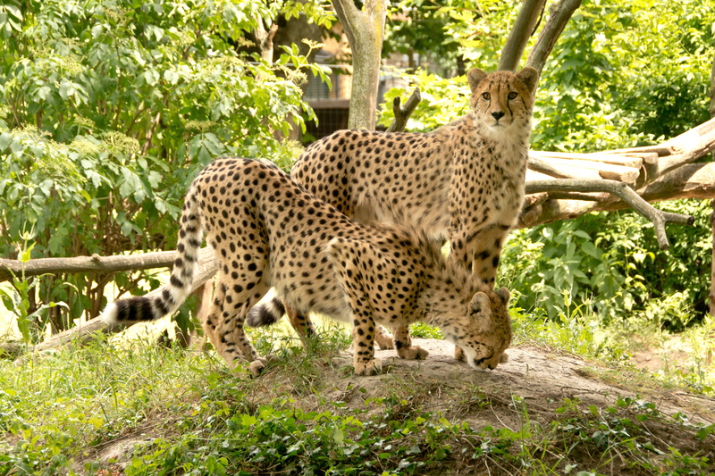 soil, two, tree, zoo, feline, fast, click, africa, kenya, concerns, everything is better together, grass, for two, no people, animals, togetherness, wildlife reserve