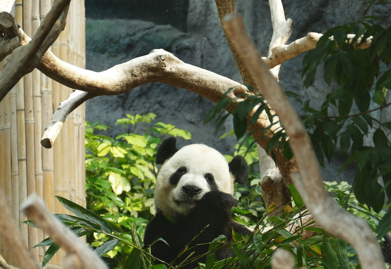 2K, animals in the wild, fur, purry, asia, tree, nature, animal themes, macau, no people, zoo, giant panda, head drawing, relaxation, bear, outdoors, bamboo - plant