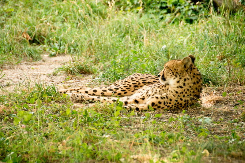 vigilant, attention, brown, mammal, vertebrate, rest, purry, wildcat, 4K, wilderness, nature, kenya, grass, feline, summer, animals in the wild, fur, snout
