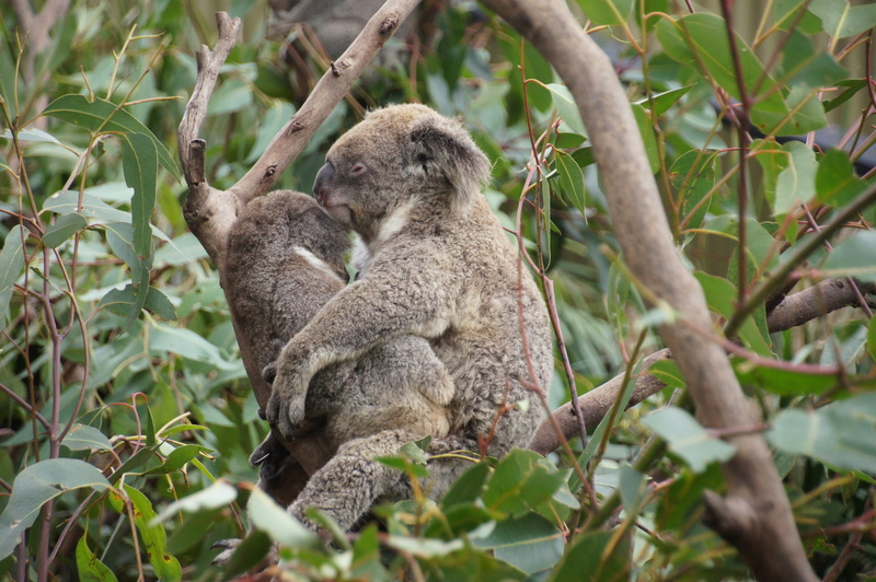 two animals, nature conservation, nature, tree, purry, sitting, cuddly, koala bear, plant part, baby, leaf, 4K, mammal, ashen koala, animal, brown, outdoors