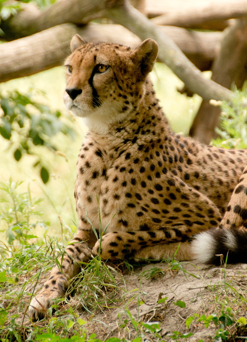 park, mature, animal wildlife, wild, big cat, concerns, day, rest, head, zoo, animal themes, view, carnivores, hunter, animals, carnivora, holiday, points