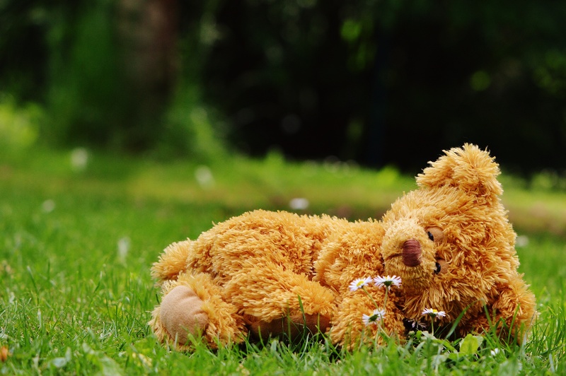 green color, daytime, outdoors, sleep, plant, no people, toys, toy, mammal, teddy, stuffed toy, domestic, purry, brown, sweet, grass, bears, children, cute