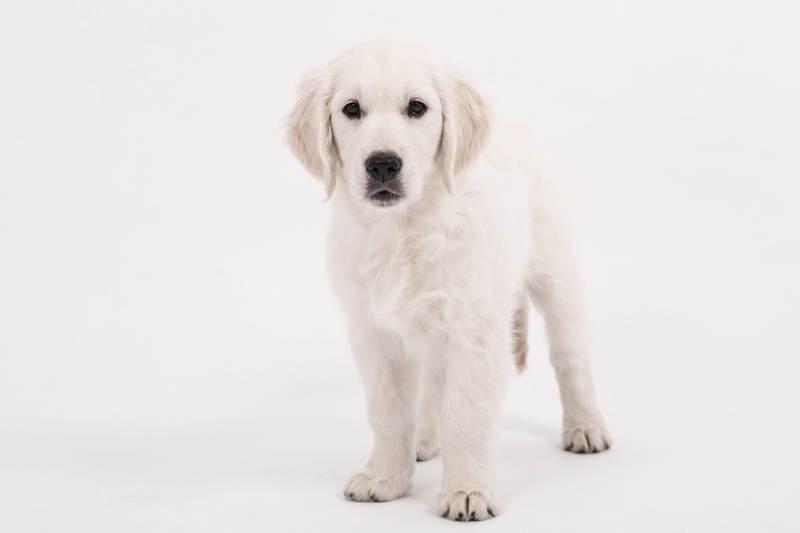 dog look, puppy, canine, animal themes, curious, fur, mammal, cute, 5K, dear, looking at camera, pet, young animal, dog, hair, bright coat, creature, small dog