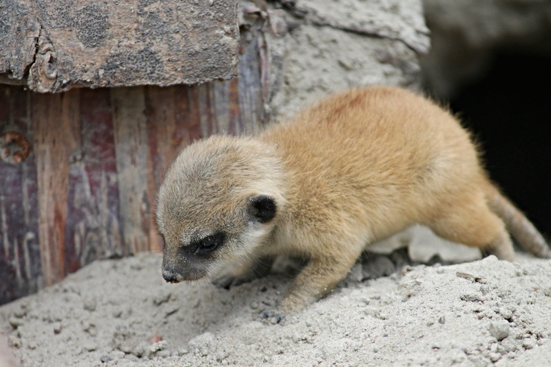 animal wildlife, soft, one animal, young, purry, baby, meerkat young, curious, solid, vertebrate, knuffig, suricata suricatta, brown, no people, suricate