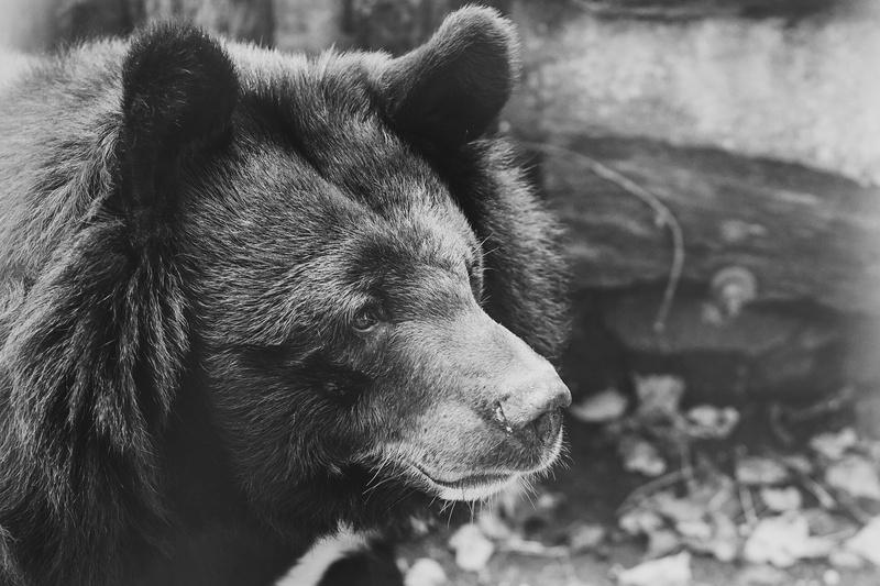 snout, nature, button eyes, animal head, looking away, black and white, pets, carnivore, looking, day, purry, black, domestic animals, animals, one animal
