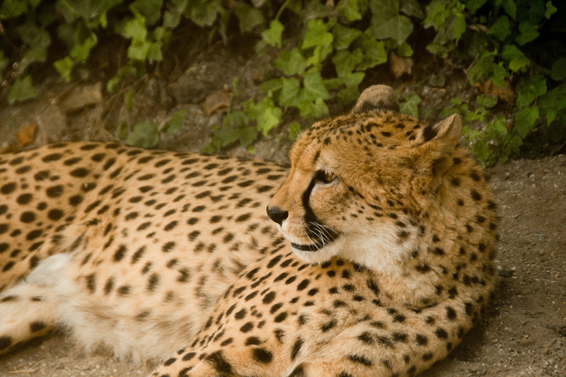undomesticated Cat, 4K, big cat, wilderness, wildlife reserve, feline, park, resting, animal portrait, relaxation, forest, brown, no people, kenya, outdoors
