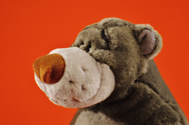 mammal, indoors, cuddly, play, dog, sweet, toy, canine, small, fur, purry, bear, domestic animals, knuffig, animal, disney, 5K, snuggle, colored background