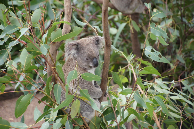 no people, outdoors, rest, sweet, looking, purry, nature, green color, animals in the wild, plant, plant part, koala, nature conservation, koala bear, tree