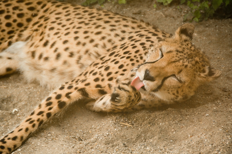 mouth open, safari, wildcat, animals, head, attention, nature park, animal themes, outdoors, vertebrate, land, park, lick, fur, predator, watch, zoo, click