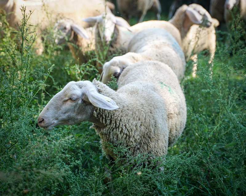 herbivorous, day, animal wildlife, purry, landscape, agriculture, vertebrate, land, herd animal, no people, green color, animals, pasture, pets, schäfchen