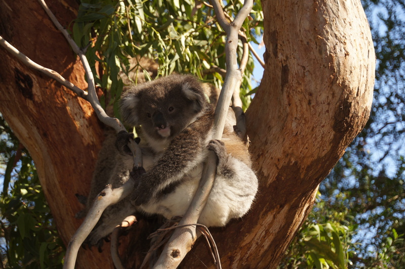 4K, sitting, philip island, lazy, focus on foreground, tree trunk, plant, trunk, animal wildlife, mammal, nature conservation, branch, one animal, outdoors