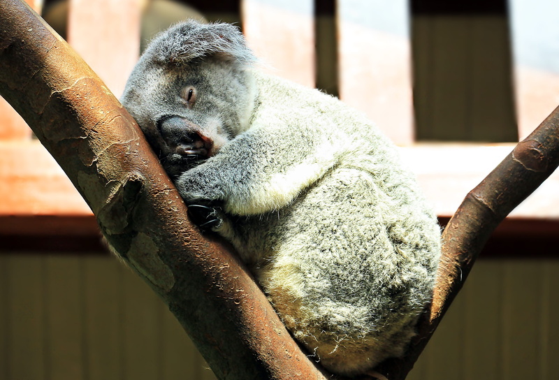 daytime, animals in the wild, koala, relaxation, zoo, beutelsaeugertier, mammal, cuddly, vertebrate, no people, nature, bear, sleep, koala bear, tree climbers