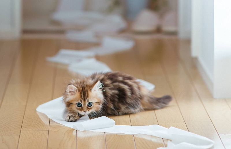 Daisy, 1080P, cat, Ben Torode, floor, paper, toilet, kitty, Board