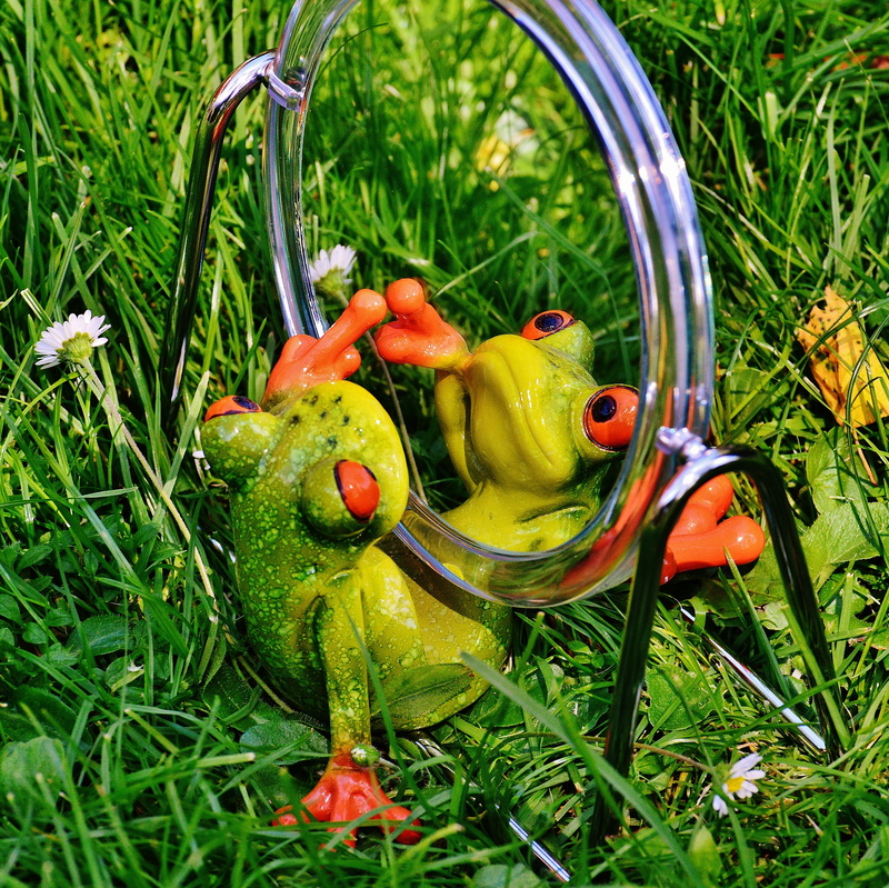 high angle view, nature, fun, mirror, green color, land, mirror image, container, sweet, daytime, healthy eating, frog, food and drink, vegetable, plant