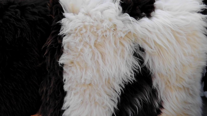 domestic, fur, fluffy, close-up, textile, high angle view, white color, hair, soft, domestic animals, vertebrate, pets, full frame, purry, canine, close