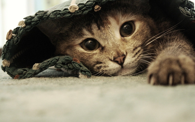 2K, lying down, relaxation, selective focus, pet, mammal, looking at camera, domestic cat, whisker, animal eye, no people, feline, hiding, one animal