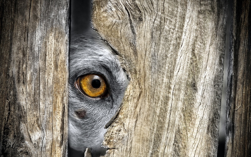 one animal, animal themes, eye, day, hiding, wood - material, close-up, portrait, animal body part, eyes, barrier, animal, animals, animals in the wild