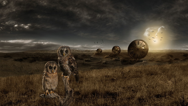 watch, photo manipulation, 1080P, landscape, owl, Photoshop