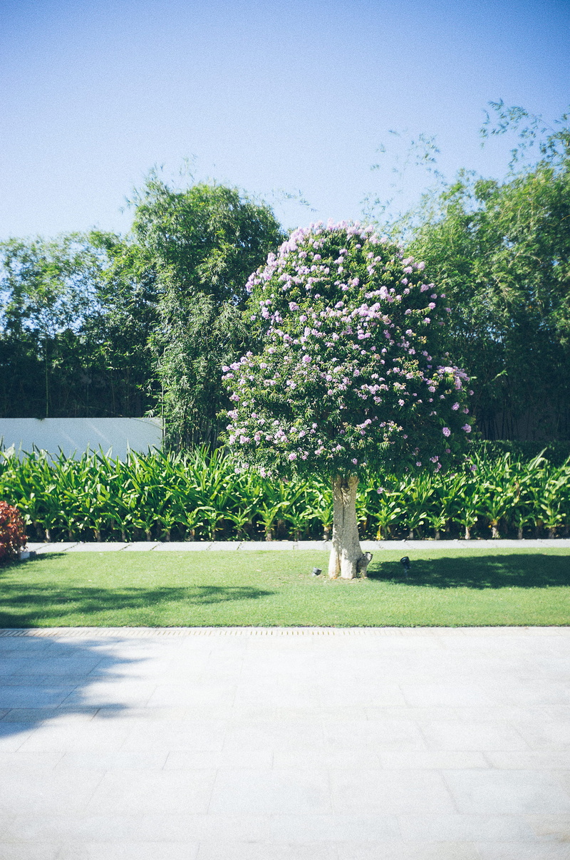 tree, mammal, sky, growth, park - man made space, grass, green color, vietnam, four seasons resort the nam hai, animal, plant, animal themes, 2K, nature