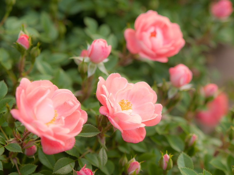 focus on foreground, growth, rose, sunshine, flowering plant, pink color, freshness, fragility, outdoors, flower, beauty in nature, plant, nature, flowers